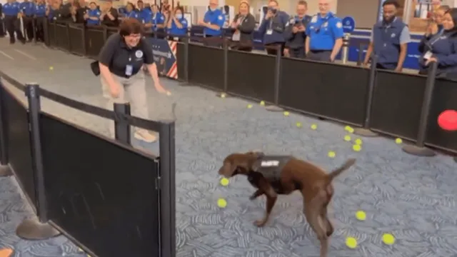 k-9-dog-gets-multiple-tennis-balls-to-fetch-as-retirement-surprise-viral-video-melts-the-internet